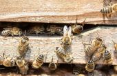 Pszczoły na dachu biurowca
